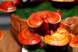 PRODUCTOS CON GANODERMA