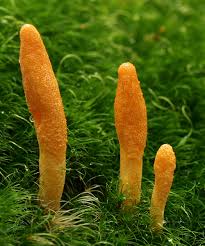 PRODUCTOS CON CORDYCEPS
