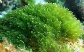 PRODUCTOS CON ESPIRULINA